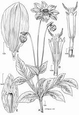 Dahlia Drawing Taro Plant Medicinal Facts Getdrawings Uses sketch template