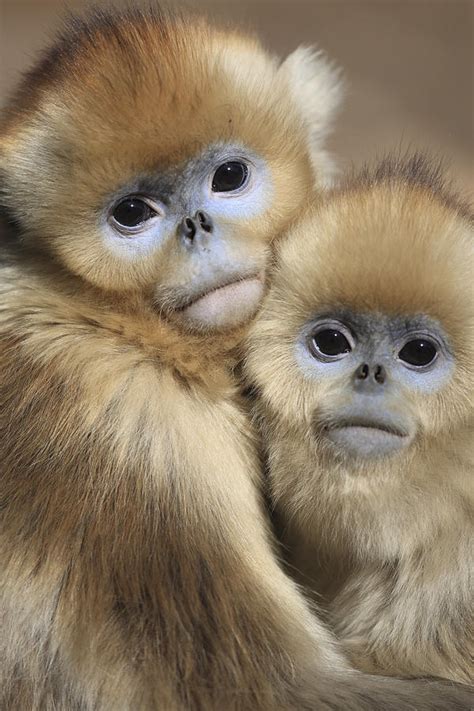 golden snub nosed monkeys photograph  cyril ruoso