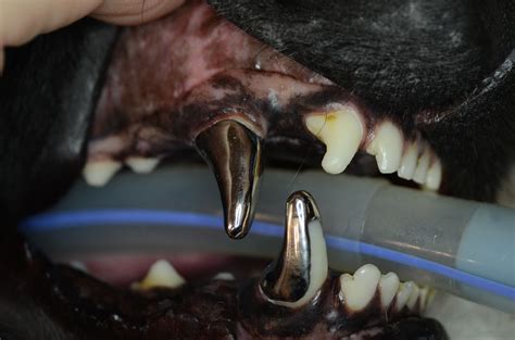 dogs canine teeth