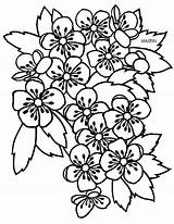 Flower Missouri Hawthorn Drawing Clip State States Coloring Getdrawings Phillip Martin United sketch template