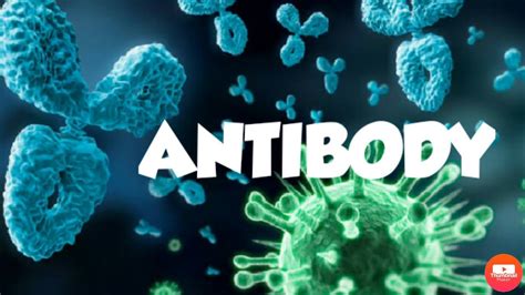 antibody youtube