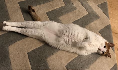 psbattle cat stretches long legs r photoshopbattles