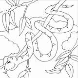 Serpente Ramo Colorare Sarpe Colorat Coloradisegni 1322 Coloriages Desene Coloringbay Coloriage Cookie sketch template