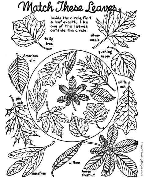 autumn  fall coloring book pages