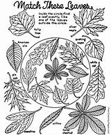 Coloring Fall Autumn Pages Leaves Sheet Tree Sheets Printable Kids Book Leaf Worksheets Identification Color Colouring Holiday Activities Cutest Printables sketch template
