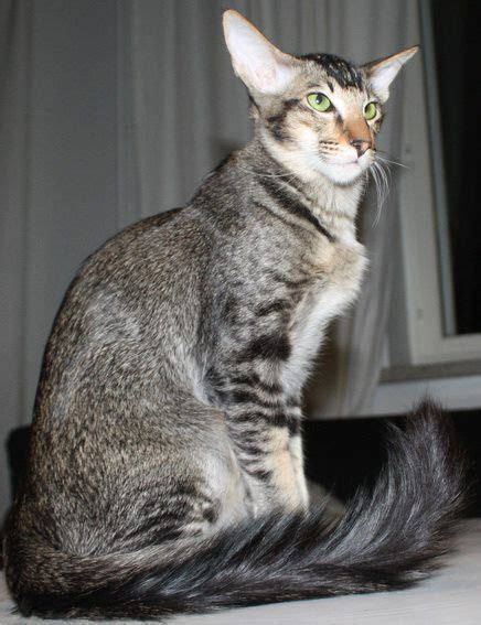 Black Ticked Tabby Oriental Shorthair Cats Cat Colors Cats