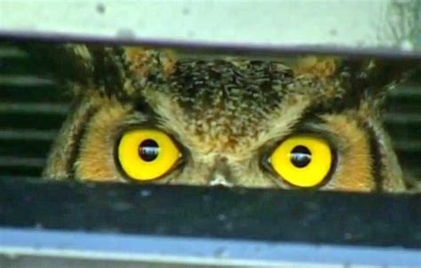 Owl Stuck In Car Grill Is No Hoot [video]