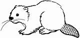 Beaver Coloring Pages Clipart Drawing North Printable Easy American Animals Color Sketch Beavers Google Drawings Tree Search Castor Outline Colouring sketch template