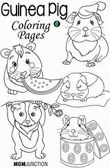 Guinea Pig Coloring Pages Printable Pigs Book Care Print Top Kids Cute Ginnie Online Adorable Template Animal Comments Momjunction Coloringhome sketch template