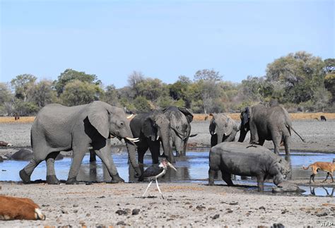 Botswana Probes Death Of 56 Elephants Voice Of America