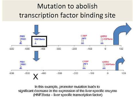Mutations And Their Consequences Mutation Definition