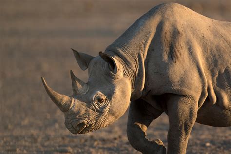 providing healthcare  endangered rhinos conservation nation