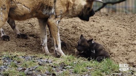 video drie jonge wilde honden geboren  safaripark beekse bergen