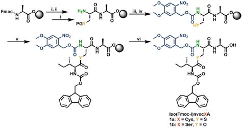 solid phase synthesis   iso peptide derivatives synthesis