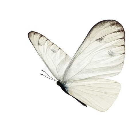 beautiful white butterfly stock photo image  migratory