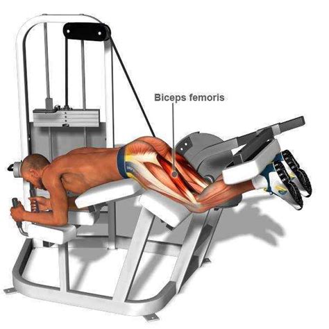 lying leg curl exercise guide bodybuilding wizard