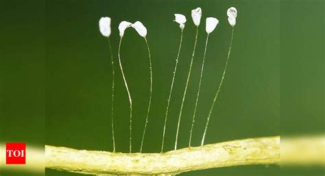 This Rare Flower Symbolizes Reincarnation Of Buddha Times Of India