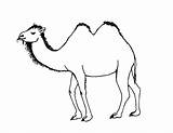 Camel Coloring Bactrian Pages Camels Drawing Color Cartoon Printable Caravan Template Clipart Cliparts Kids Animal Printing Paintingvalley Library Arabian Collection sketch template