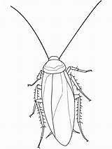 Cockroach Coloring Mosquito Insect Sheet Colouring Pages Getcolorings Printable Pa Posted Size Print sketch template