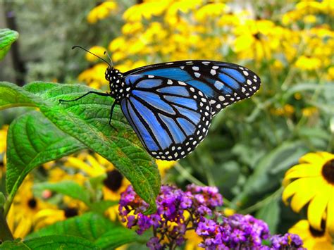 blue monarch butterfly  dylanspider  deviantart