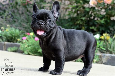 french bulldog puppies tomkings kennel