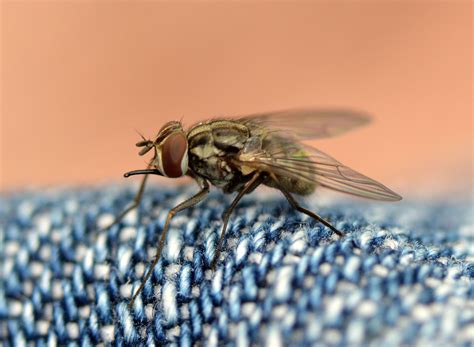 mosquitos moscas negras abejas avispas los insectos voladores que