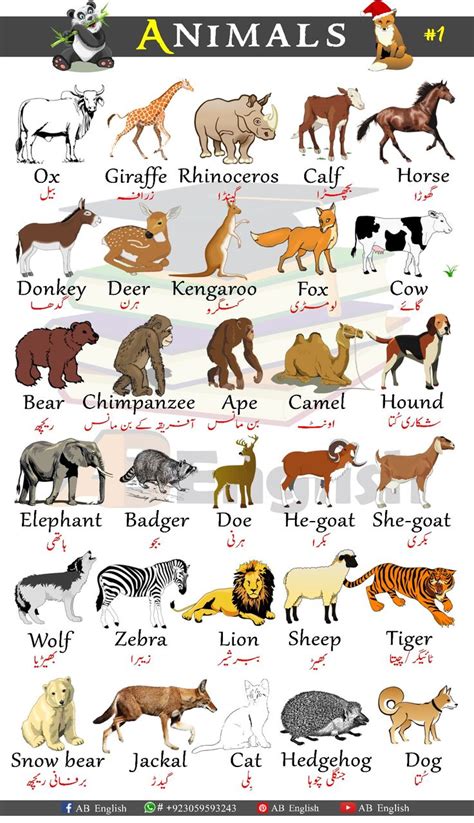 animals vocabulary  learn animals names  english  urdu