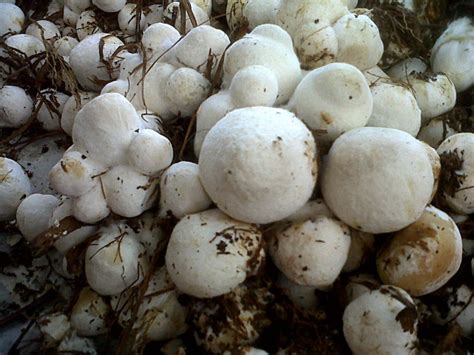 budidaya jamur merang  rumah bisa hasilkan puluhan juta rumahcom