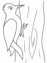 Specht Pajaro Colorear Woodpecker Carpintero Disegni Coloring Uccelli Picchio Ptice Crtež Ausmalbild Pic Ptica Kostenlos Bojanke Colorare Crtezi Bambini Pajaros sketch template