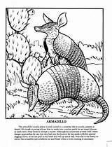 Coloring Armadillo Texas Animals Adults Pages Adult Projects sketch template