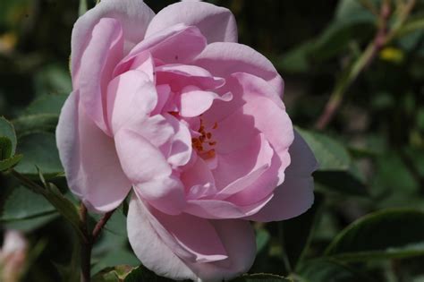 Rose Céleste Rosen Bei Schmid Gartenpflanzen Online Kaufen