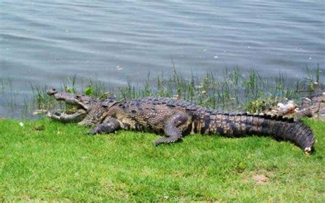 black alligator travel blog