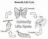 Butterfly Coloring Life Cycle Pages Kids Metamorphosis Caterpillar Color Printable Stages Butter Print перейти Butterflies Cycles Monarch sketch template