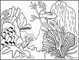 Coral Coloring Pages Printable Nature Drawing Drawings Kb sketch template