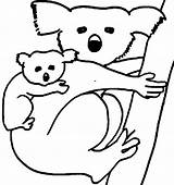 Koala Bear Coloring Baby Carrying Pages Color Clipart Her Drawing Outline Cliparts Luna Panda Getdrawings Cartoon Library Book sketch template