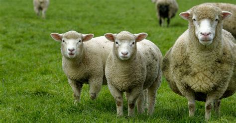 dorset sheep breed information history facts raisingsheepnet