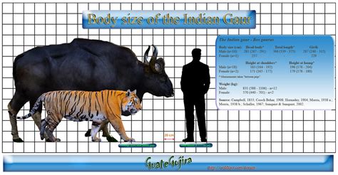 Maximum Size Of Prey That A Single Male Lion Or Tiger Can Kill