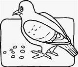 Coloring Seeds Pages Birds Eating Popular sketch template