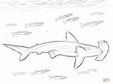 Shark Hammerhead Coloring Pages Pilot Printable Great Drawing Fishes Color sketch template