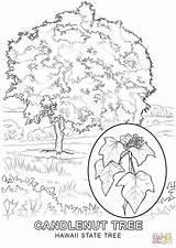 Tree Colouring Pages Banyan Hawaii State Getcolorings sketch template