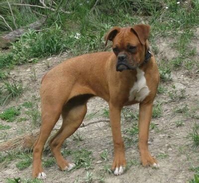 miniature boxer dog breed information  pictures