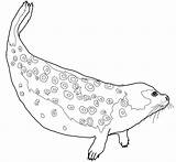 Foca Ausmalbild Seals Ausmalbilder Leopardo Ringed Robben Focas Malvorlagen Pintar Ausdrucken Harp Arktis sketch template