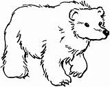 Bear Coloring Pages Bears Brown Grizzly Colouring Carle Eric Clipart Animals Bobcat Footprint Cliparts Creative Clip Grizzlies Gif Ausmalbilder Gratis sketch template