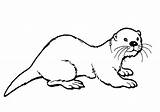 Otter Nosed Hairy Coloring Pages Printable sketch template