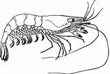 Prawn Shrimp Clipart Fish Coloring Crawfish Outline Drawing Clip Prawns Tiger Transparent Giant Cartoon Vector Webstockreview Geography Monochrome Photography Onlinelabels sketch template