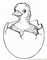Hatching Easter Chicks Chick Printable Coloring Animals Color sketch template