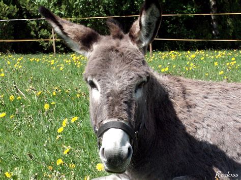 donkey wallpapers fun animals wiki  pictures stories