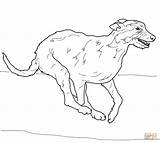 Chien Loup Wolfshund Gratuit Wolfhound Irischer Gratuitement sketch template