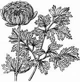 Flore Anemone Coronaria Pleno Variety Etc Clipart Original Usf Edu Small sketch template