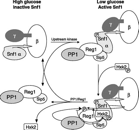 functional diversity  protein phosphatase   cellular economizer  reset button